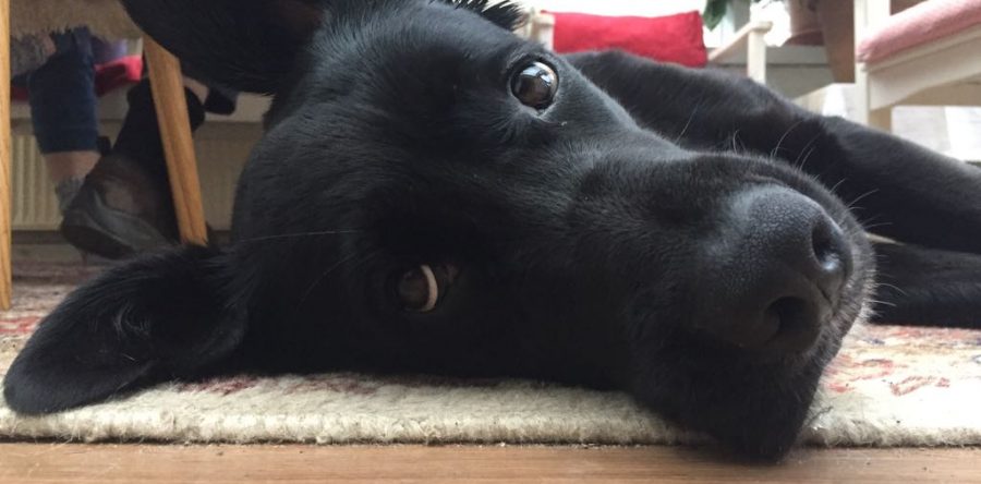 2018-10: Alma alias Almi